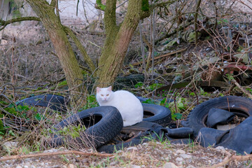 Katze mit Autoreifen 