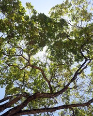 tree leaves and sky