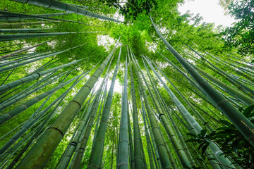 神奈川県鎌倉の竹林