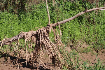 Fototapeta premium Paisajes de río 