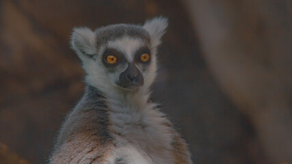 Fototapeta premium ring lemur sitting on the ground