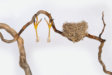 the spirit of freedom, struggle, strength, ambition and the right to life of a living creature