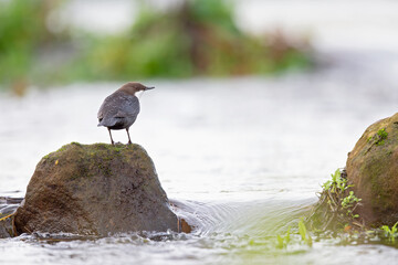 White-throated Dipper perched on a rock in a streaming creek.
