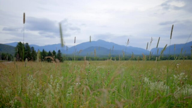 A Wheat Field Blows in the Wind with the Majestic Adirondack Mountains of New York in the Background