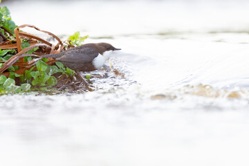 A white-throated dipper Cinclus cinclus perched in streaming water in search for food.
