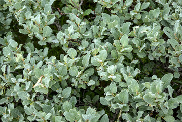 close up of green leaves as background