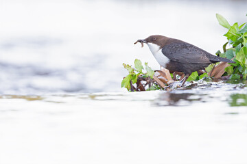 A white-throated dipper (Cinclus cinclus) perched with food in its beak.