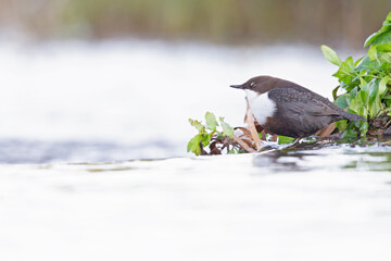 A white-throated dipper Cinclus cinclus perched in streaming water in search for food.