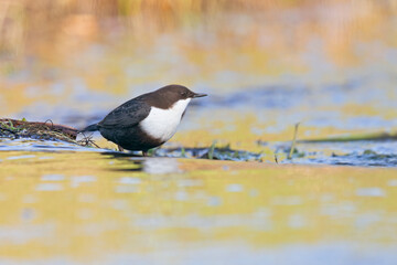 A white-throated dipper Cinclus cinclus perched in streaming water in search for food.