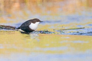 A white-throated dipper Cinclus cinclus perched in streaming water in search for food.