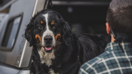 black and white dog