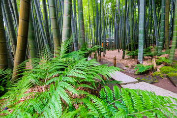 神奈川県鎌倉の竹林