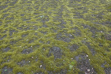 green moss on black lava pattern as background