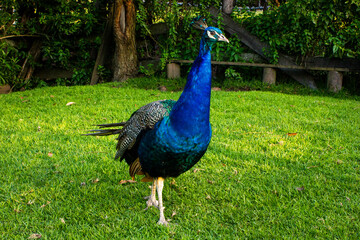 Obraz premium Pavo Real bebe, de Granja 