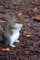 squirrel in the park