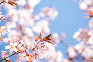 Cherry blossoms