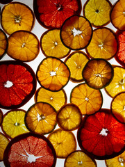 Citrus circles on a gleam on a white background