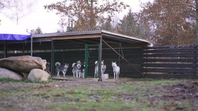 Many hasky dogs dogs walk in a cage. Dogs in kennels. Аdoption of dogs from a kennel, taking care of animals.