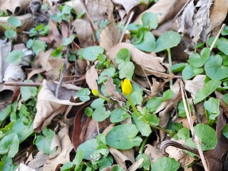 buttercups in leaves