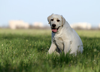 yellow labrador in the park