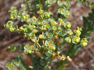 Sea Spurge (Euphorbia paralias)