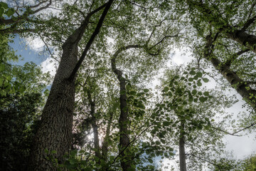 Baumkronen hoch oben