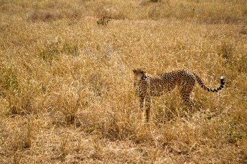 A cheetah in a national park in Tanzania