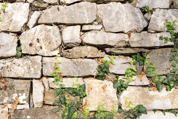 Texture of an ancient, stone wall with plant close-up