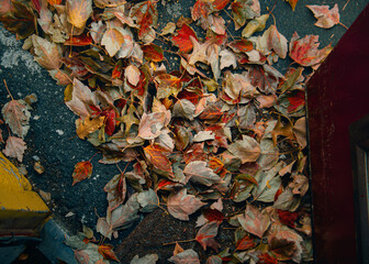 fallen autumn leaves