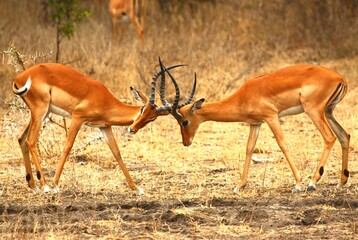 Two impala bucks fighting in Selous Game Reserve, Tanzania.