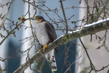 Selective focus photo. Eurasian sparrowhawk bird, Accipiter nisus.