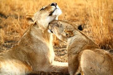 Two lionesses grooming in Selous Game Reserve, Tanzania.