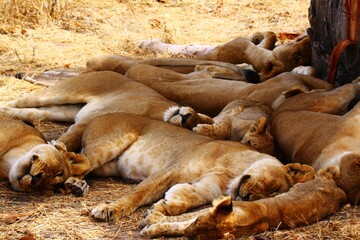 Pride of lions sleeping in the midday heat in Ruaha National Park, Tanzania.