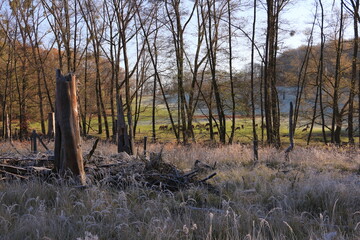 Rehe und Hirsche auf einer Lichtung in einem Wald bei Arnsberg im Sauerland