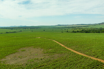aerial view of sugar cane plantation failures - Brazil