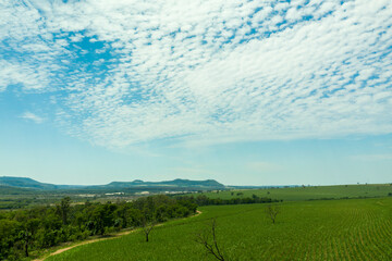 aerial view of area with forest and sugarcane plantation in Brazil