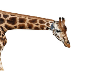 Giraffenhals freigestellte Netzgiraffe 