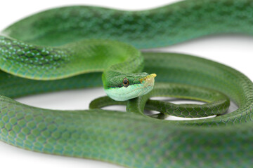 Vietnamese longnose rat snake isolated on white background