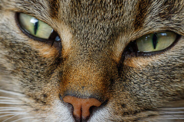 Katzenblick © MiGut