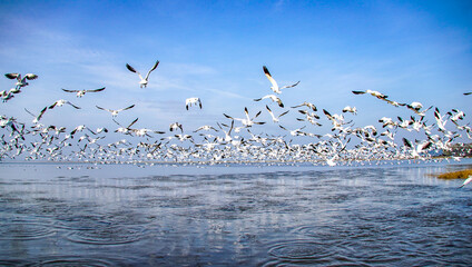 Snow Geese
