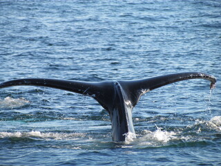 Whale watcing in the Atlantic Ocean...