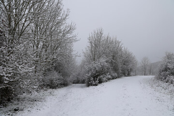 Winter landscape with trees covered in white snow