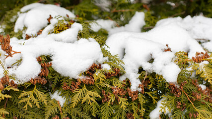 Thuja occidentalis a cypress coniferous tree in the snow. Thuja branch covered with snow, natural...