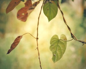 autumn leaves
