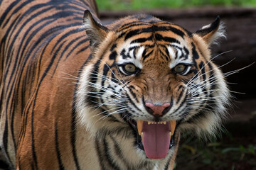 Fototapeta na wymiar A tiger with weird looking face 