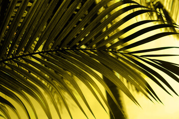 Obraz na płótnie Canvas illuminating palm branch. perfect background for design