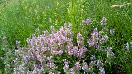 meadow with flowering thyme