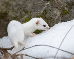 least weasel on a snow 3