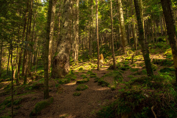pine forest highland rocky wood land environment space contrast soft focus nature photography in sunny spring morning time