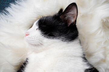 Obraz premium cute little cat sleeping on fluffy white hygge concept